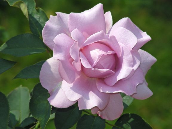 Love Song photo ls2014_07270006_zpsbdaffb50.jpg